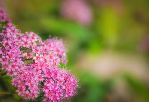 Blooming pink spirea on a spring day close-up outdoors.