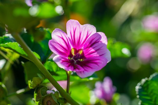 Bright crimson malva flowers with green leaves close up on a blur background.