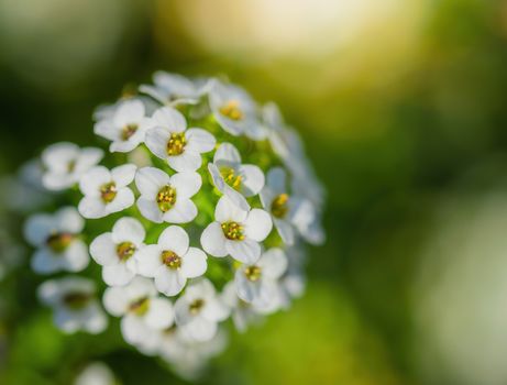 Carpet of small white fragrant flowers alyssum