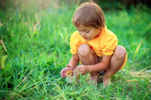 A little girl in a yellow dress sits in the grass and plays with a little chicken. Children and animals
