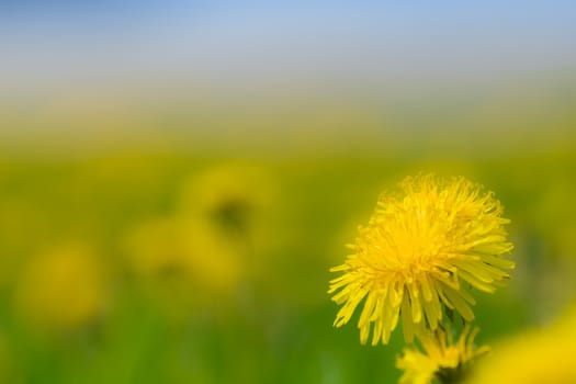 Dandelions close up on a sunny day against the sky