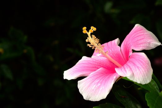 Hibiscus Flower (Sweet Heart)