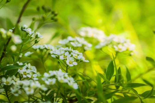 Blooming spirea on a spring day close-up outdoors.