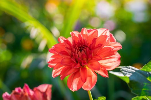 flowering red dahlias in the garden on a blurred background