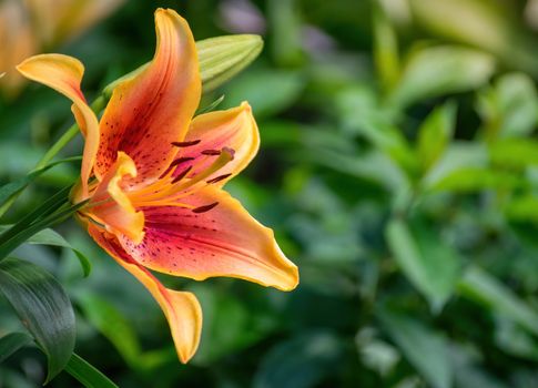 Flower of yellow lily in the garden on a blurred background.