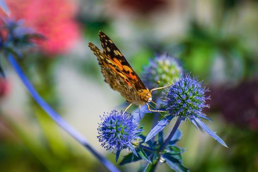 Orange butterfly on a thistle flower in summer sunny day close up.
