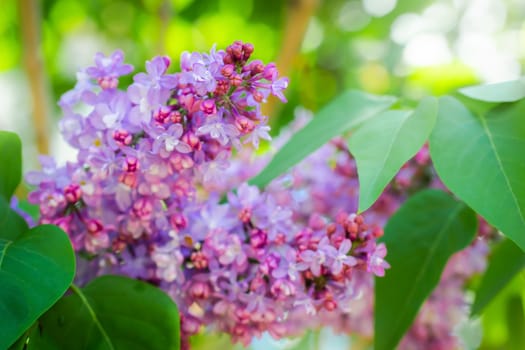 Branch of blossoming lilac on a sunny day close up on a blurred background.