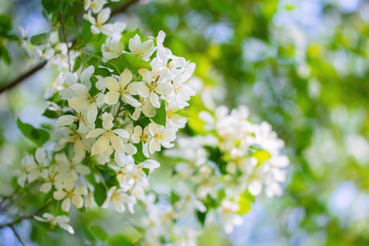 Branch of a blossoming apple tree in white flowers against the sky