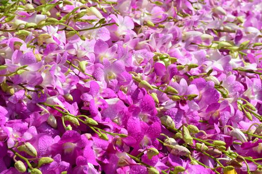 Beautiful pink orchid background, pompadour orchid background