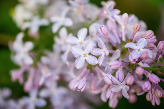 Branch of blossoming lilac on a sunny day close up on a blurred background.