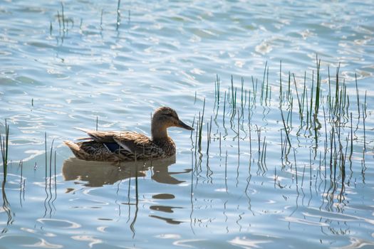 Wild ducks on a summer sunny day in the river.