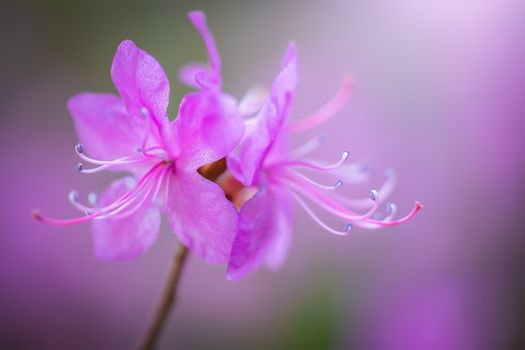 Spring flowering pink almond closeup.