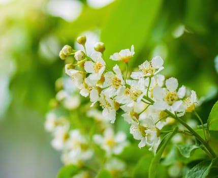 Branch of flowering bird cherry in white flowers on a spring sunny day.