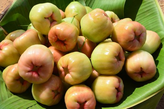 "Chompoophet" thai name, Rose apple. (Eugenia javanica lamk. Family myrtaceae.)