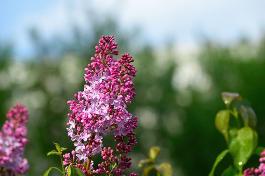 lilac buds and flowers in water drops after rain on blurred background.