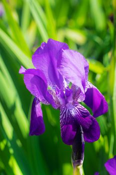Blooming iris on a summer day outdoors on blur background.