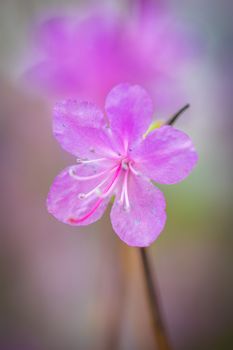 Blooming pink almonds on a blur background.