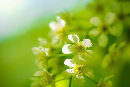 Branch of flowering bird cherry in white flowers on a spring sunny day.