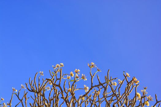 Beautiful Plumeria Flowers  with in blue sky