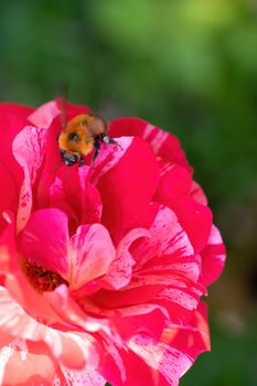 Bumblebee collects flower nectar of wild rose on a spring day.