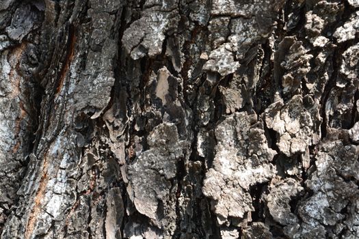 the tree side view of old wood texture in forest. Can be used as background