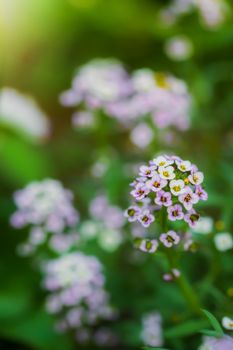 Carpet of small white fragrant flowers alyssum