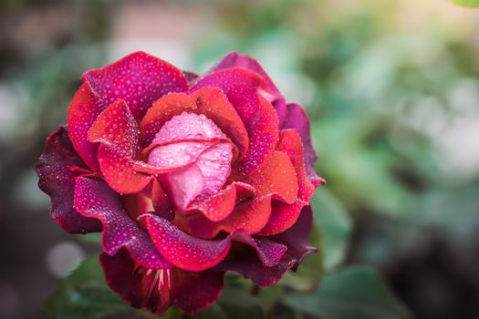 Rose flower close up on a green blurred background.