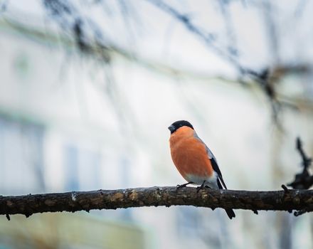 reddish chest bullfinch on a winter day sitting on a tree branch.