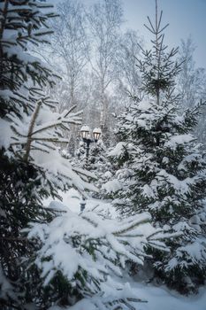 Snow covered branches of spruce trees on a frosty winter day in park.