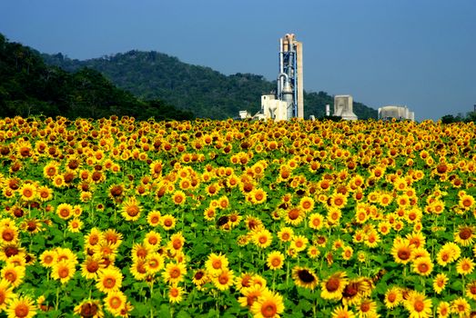 field of blooming sunflowers 
** note  select focus with shallow depth of field:ideal use for background. 
