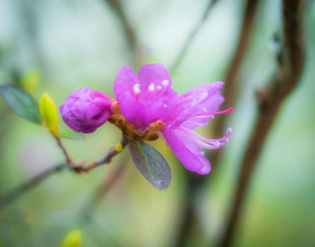 Spring flowering pink almond closeup.