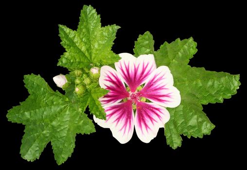 Mallow flower on a black background.