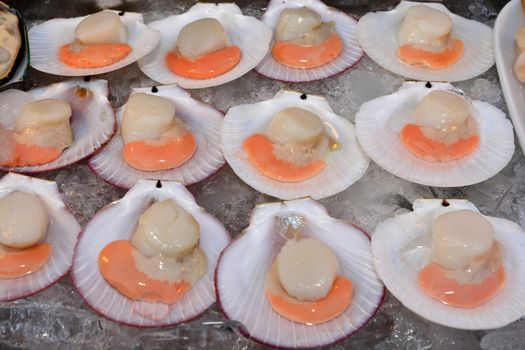 Fresh opened scallop