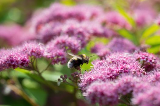 Bumblebee collects flower nectar of pink spirea flower on a summer sunny day.