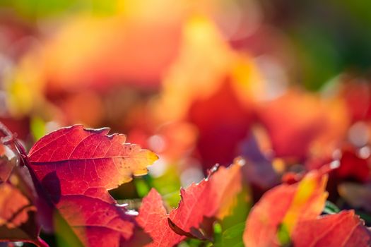 Maple leaves in various autumnal colors; Fall foliage