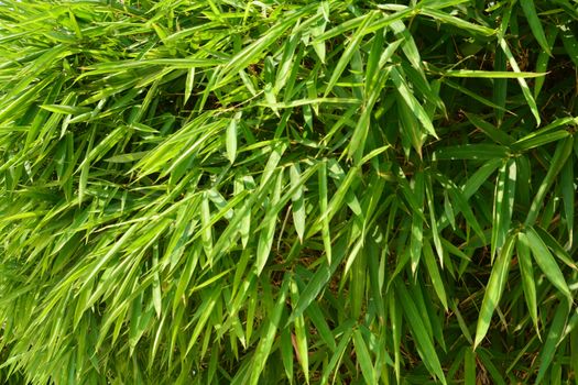 bamboo leaves background