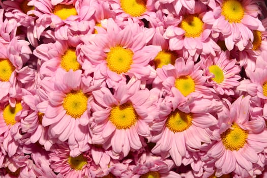 Beautiful pink chrysanthemums flowers, close up shot