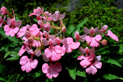 Habenaria rhodocheila in Mhundaeng waterfall at Phu Hin Rong Kla National Park, Phitsanulok, Thailand.(Selective focus)