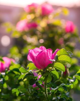 Blooming pink wild rose spring day close-up on a blurred background.