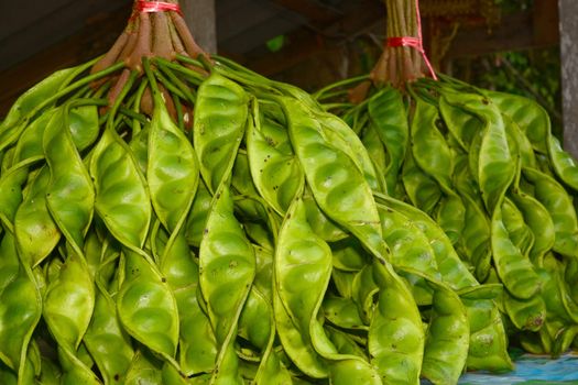 Fresh bunch of Parkia speciosa or green beans, stink beans, stink bitter beans, twisted cluster beans, Sato seeds in market Sato seeds, Twisted cluster bean vegetables.