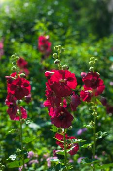 Bright crimson malva flowers with green leaves close up on a blur background.