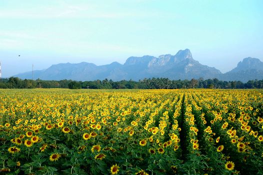 field of blooming sunflowers 
** note  select focus with shallow depth of field:ideal use for background. 
