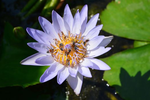 Tropical water-lily with bee