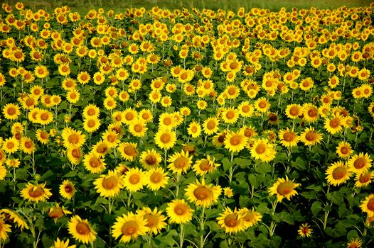 field of blooming sunflowers 
** note  select focus with shallow depth of field:ideal use for background. 
