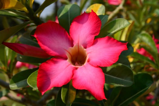 Red Desert Flower, adenium obesum