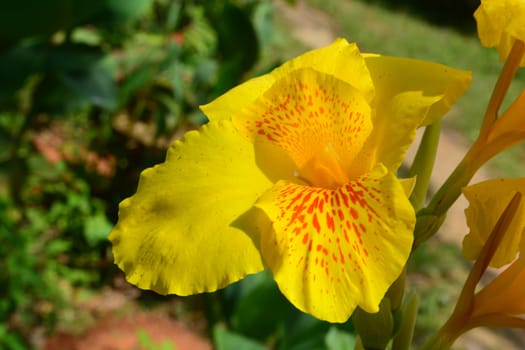 Big beautiful yellow canna , which has a green background