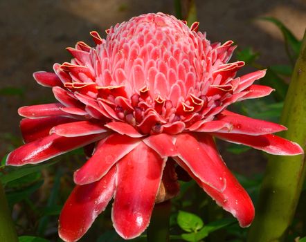 red flower torch ginger (Etlingera elatior)