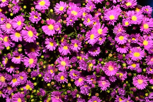 violet aster flowers background