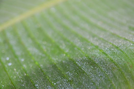 Abstract Drops Of Water On Banana Leaf Background.
** note  select focus with shallow depth of field
