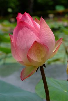 Lotus flower, rare flower. Ancient flower. Symbol of purity. Symbol of Buddhism, Nelumbo, Lotus orehonosny, Species listed in the Red book, Nelumbo nucifera, a Plant in of Asia and Orient